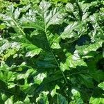 Acanthus mollis Leaf