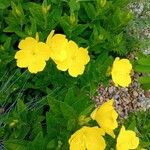 Oenothera fruticosaFlower