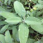 Salvia officinalis 叶