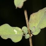 Origanum libanoticum Blad