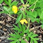 Paeonia delavayi Flower