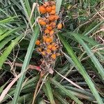 Bromelia pinguin Fruit