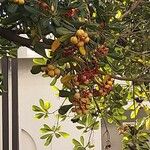 Pittosporum tobira Fruit