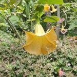 Brugmansia × candida Λουλούδι