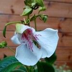 Impatiens tinctoria Цвят