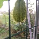 Sechium edule Φρούτο