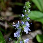 Veronica officinalis 花