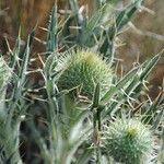 Cirsium echinatum 花
