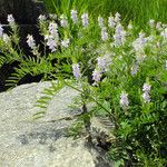 Galega officinalis Habit