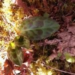 Erythronium oregonum ഇല