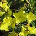 Oenothera rhombipetalaFlower