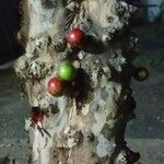 Plinia cauliflora Фрукт