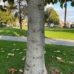 Pterospermum acerifolium Bark