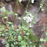 Arabidopsis halleri Blomma
