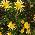 Euryops pectinatus花