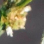 Spermacoce ocymifolia 花