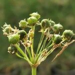 Allium ramosum Fruit