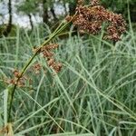 Cladium mariscus Frukt