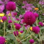 Gomphrena globosa Bloem