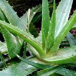 Aloe officinalis Leht