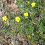 Linum trigynum Leaf