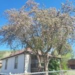 Lagunaria patersonia ᱛᱟᱦᱮᱸ