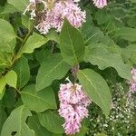 Syringa josikaeaКвітка