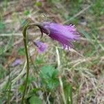 Soldanella pusilla Virág