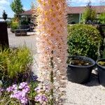 Eremurus robustus Fleur