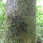 Anaxagorea crassipetala 樹皮