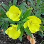 Oenothera macrocarpa Цвят