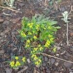 Euphorbia potentilloides Flower