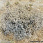 Grayia spinosa Corteza