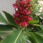 Alpinia purpurata Levél