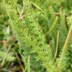 Ferulago sylvatica Leaf