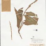 Ischnosiphon puberulus Hoja