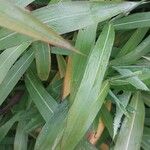 Sorghum halepense Leaf