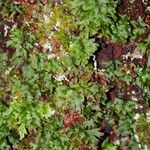 Hymenophyllum le ratii 整株植物