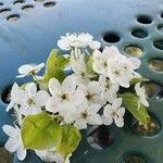 Pyrus calleryanaFlower