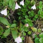 Linnaea borealis Folha