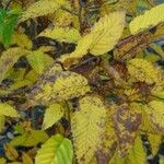 Carpinus japonica ഇല