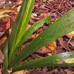 Iris foetidissima Blad