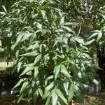 Fraxinus excelsior 葉