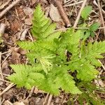 Botrychium virginianum Leaf