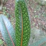 Coptosperma borbonicum 葉