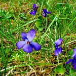 Viola canina Plante entière