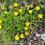 Potentilla brauneana Blad