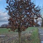 Quercus petraea ശീലം