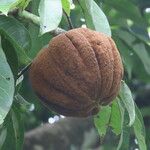 Pachira aquatica Fruit