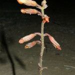 Hoffmannseggia glauca Flower